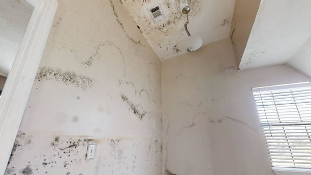 Best Emergency Mold Remediation  in Wintersville, OH