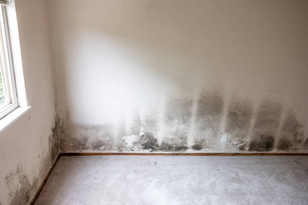 Best Mold Remediation for Healthcare Facilities  in Wintersville, OH