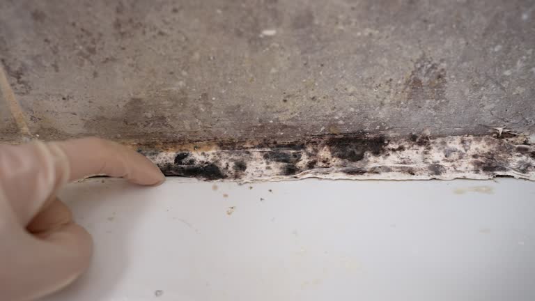 Mold Documentation for Insurance Claims in Wintersville, OH