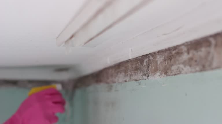 Best Basement Mold Removal  in Wintersville, OH